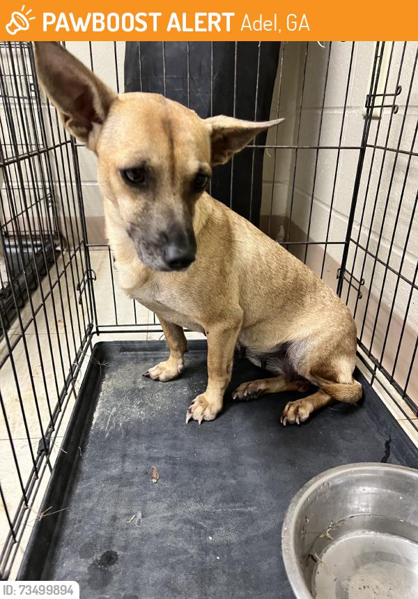 Found/Stray Female Dog last seen Adel animal control, Adel, GA 31620