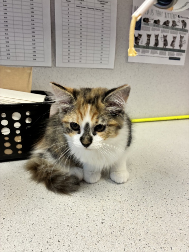 Shelter Stray Female Cat last seen Apt D102,1099 S West Temple Street, SALT LAKE CITY, UT, 84101, 511 W 3900 S, Salt Lake City, UT 84123, USA