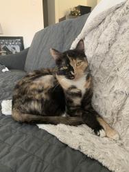 Lost Female Cat last seen Fitzgerald St & Trident Ct, Fort Worth, TX 76179