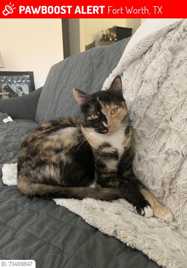 Lost Female Cat last seen Fitzgerald St & Trident Ct, Fort Worth, TX 76179