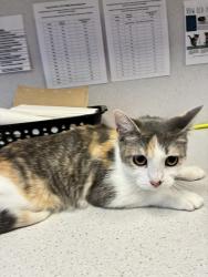 Shelter Stray Female Cat last seen Apt D102,1099 S West Temple Street, SALT LAKE CITY, UT, 84101, 511 W 3900 S, Salt Lake City, UT 84123, USA