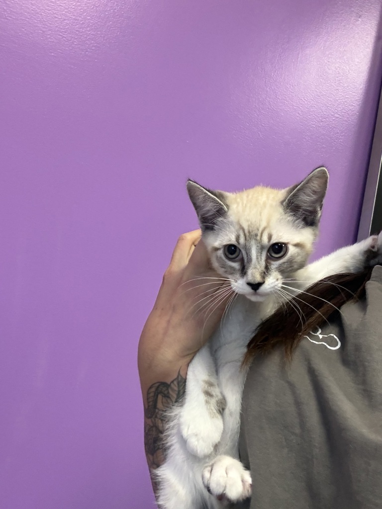 Shelter Stray Male Cat last seen Apt D102,1099 S West Temple Street, SALT LAKE CITY, UT, 84101, 511 W 3900 S, Salt Lake City, UT 84123, USA