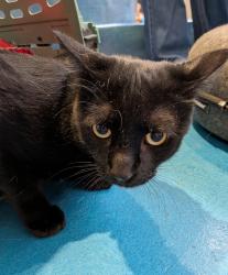 Shelter Stray Female Cat last seen Near Palm Avenue, Imperial Beach, CA, 91932, 5500 Gaines St, San Diego, CA 92110, USA