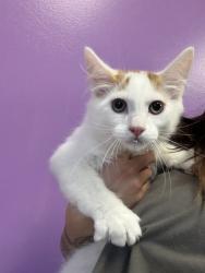 Shelter Stray Male Cat last seen Apt D102,1099 S West Temple Street, SALT LAKE CITY, UT, 84101, 511 W 3900 S, Salt Lake City, UT 84123, USA