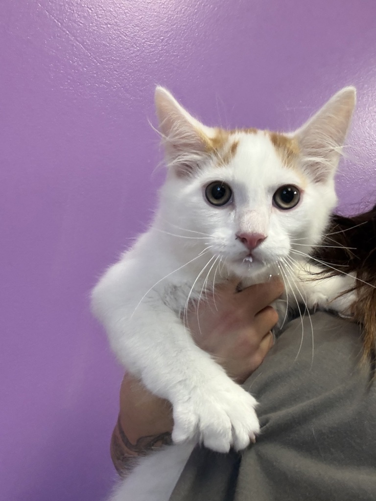 Shelter Stray Male Cat last seen Apt D102,1099 S West Temple Street, SALT LAKE CITY, UT, 84101, 511 W 3900 S, Salt Lake City, UT 84123, USA