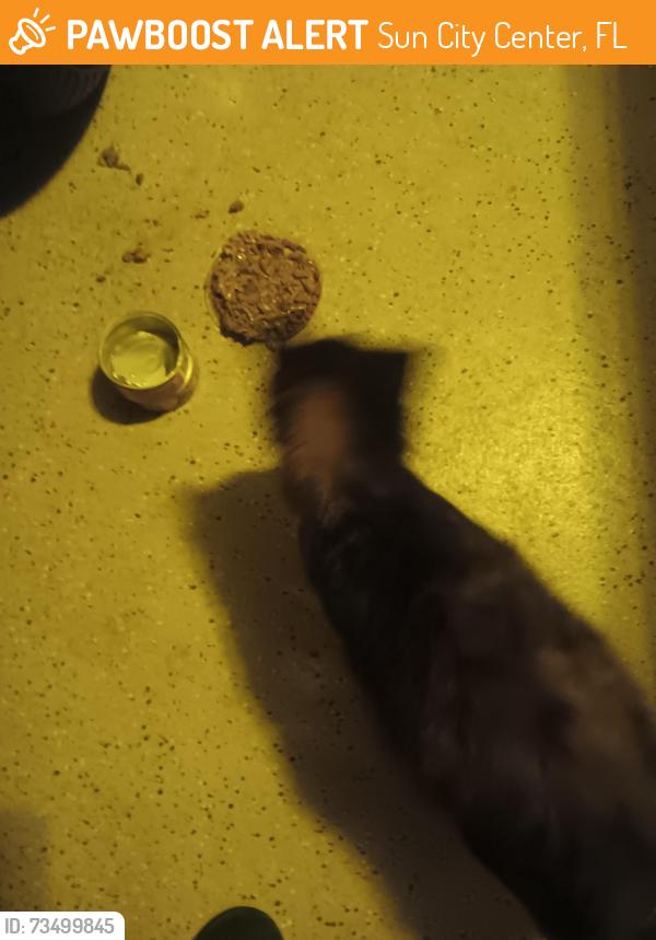 Found/Stray Unknown Cat last seen Hammersmith and Harleston, Sun City Center, FL 33573