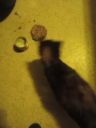 Found/Stray Unknown Cat last seen Hammersmith and Harleston, Sun City Center, FL 33573
