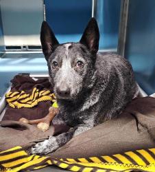 Shelter Stray Female Dog last seen San Diego, CA, 92115, 5500 Gaines St, San Diego, CA 92110, USA