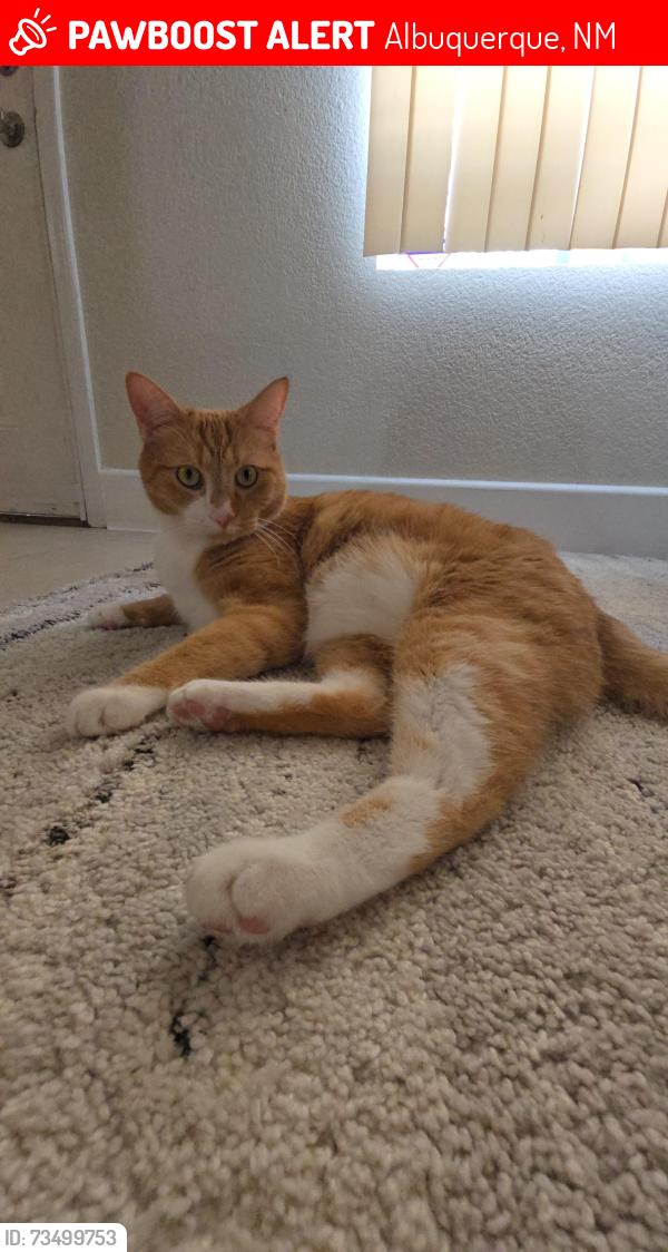 Lost Male Cat last seen Lomas Verdes AVE NE, Albuquerque, NM 87123