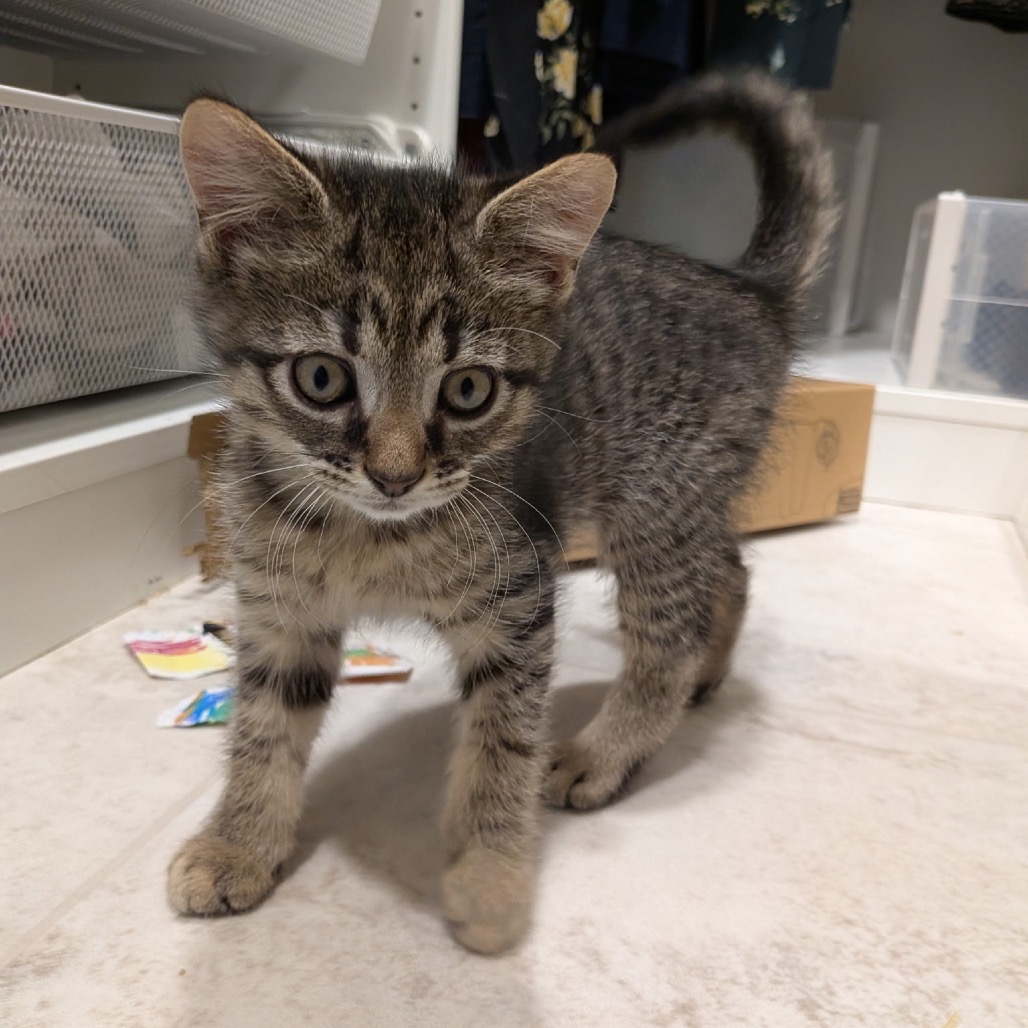 Shelter Stray Male Cat last seen , Animal Care & Control Team of Philly, 111 W Hunting Park Ave, Philadelphia, PA 19140, USA