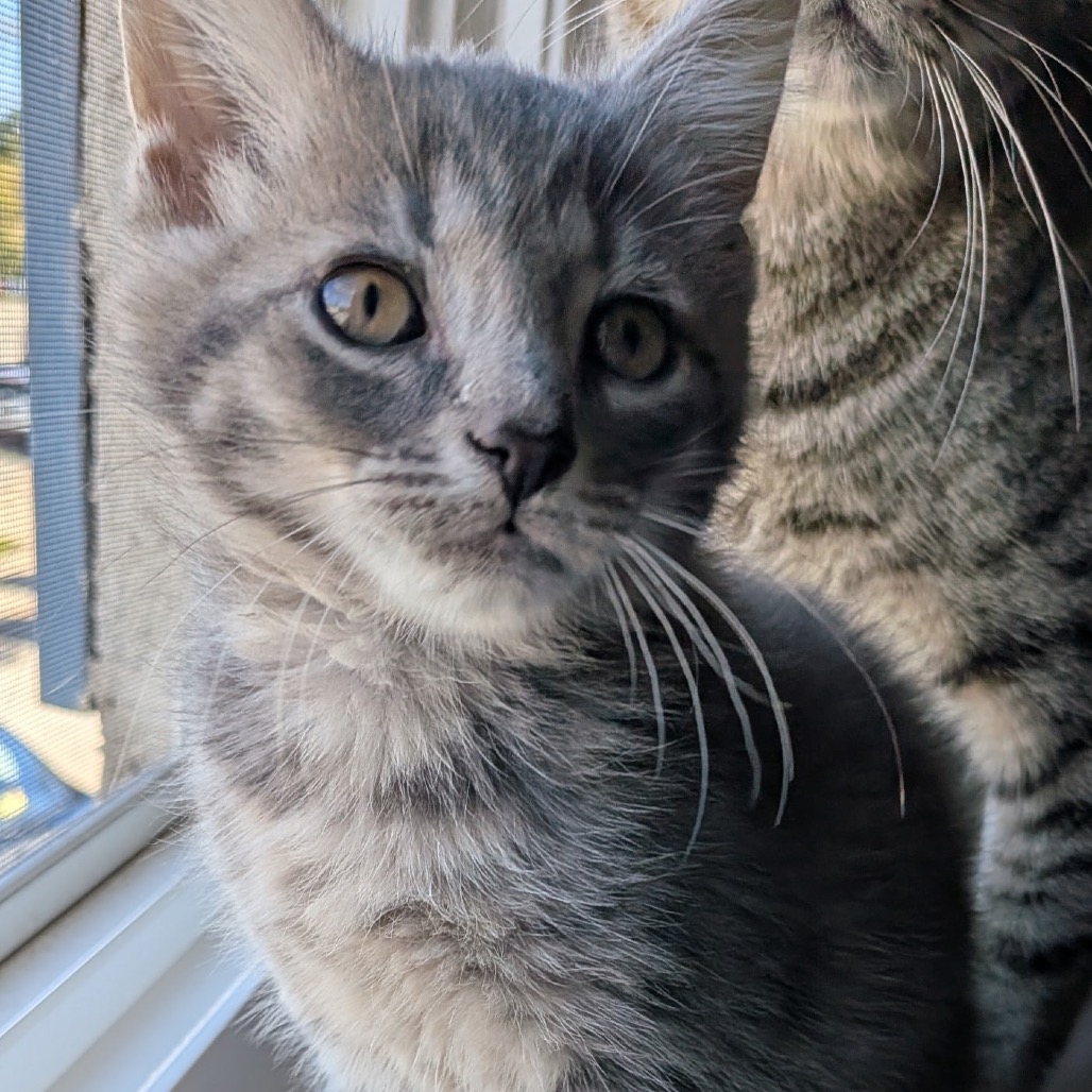 Shelter Stray Male Cat last seen , Animal Care & Control Team of Philly, 111 W Hunting Park Ave, Philadelphia, PA 19140, USA