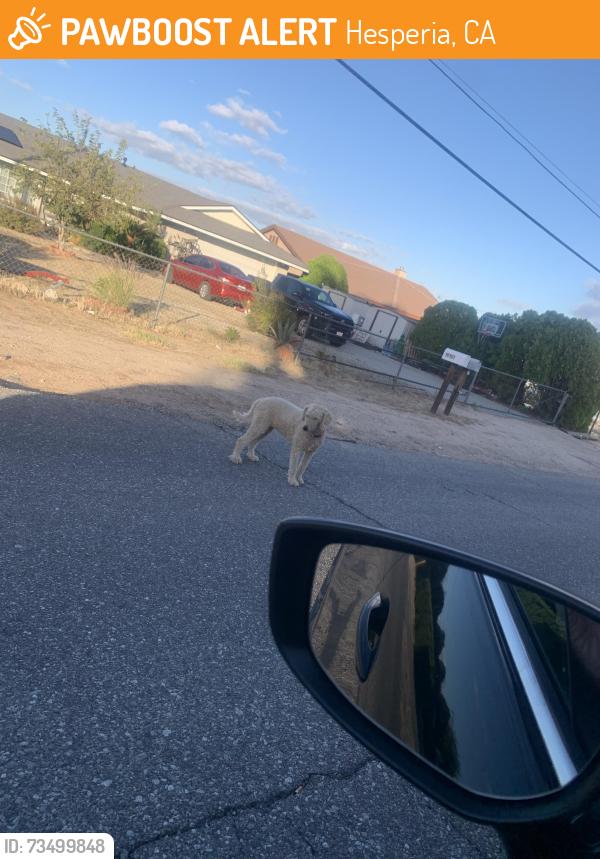 Found/Stray Female Dog last seen Between Glendale st and choiceana st, Hesperia, CA 92345