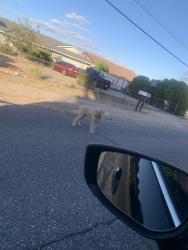 Found/Stray Female Dog last seen Between Glendale st and choiceana st, Hesperia, CA 92345