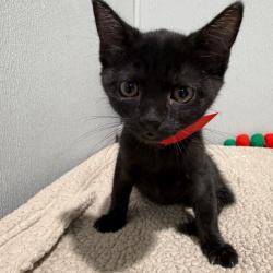 Shelter Stray Female Cat last seen , 3607 N Armenia Ave, Tampa, FL 33607, USA