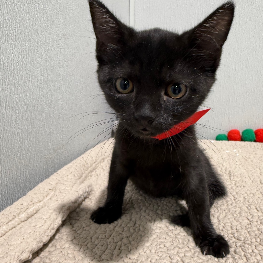 Shelter Stray Female Cat last seen , 3607 N Armenia Ave, Tampa, FL 33607, USA