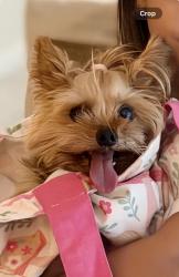 Reunited Female Dog last seen Near SW Mapp Rd, Palm City, FL 34990, USA, Palm City, FL 34990