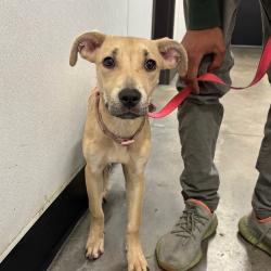 Shelter Stray Female Dog last seen , 3607 N Armenia Ave, Tampa, FL 33607, USA