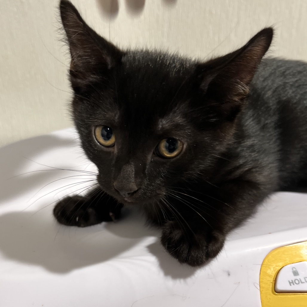 Shelter Stray Male Cat last seen , 3607 N Armenia Ave, Tampa, FL 33607, USA
