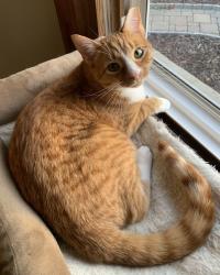 Reunited Female Cat last seen Edgewood Ace & Forest Home, Big Bend, WI 53103