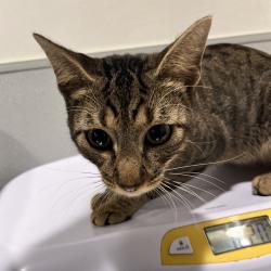 Shelter Stray Male Cat last seen , 3607 N Armenia Ave, Tampa, FL 33607, USA