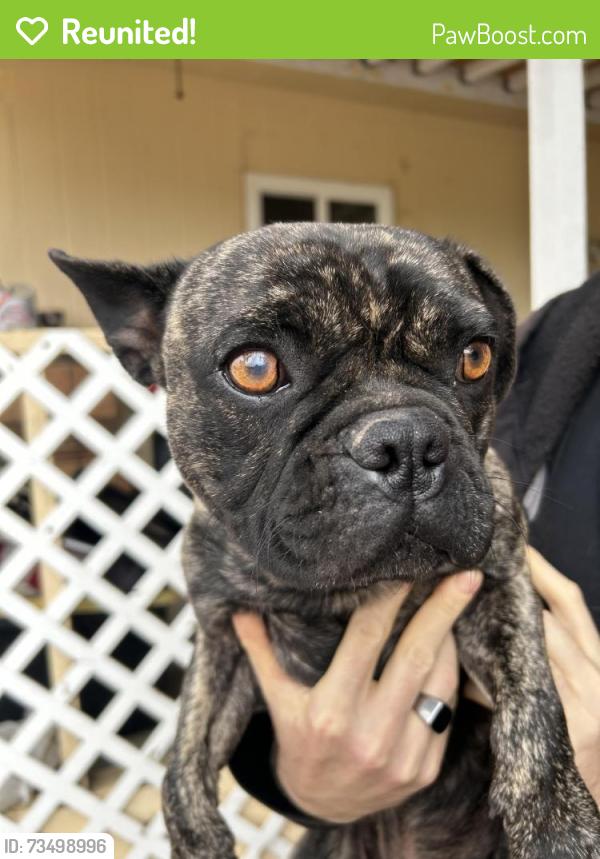 Reunited Unknown Dog last seen Mazie Ave and Read st, Meadowbrook, CA 92570