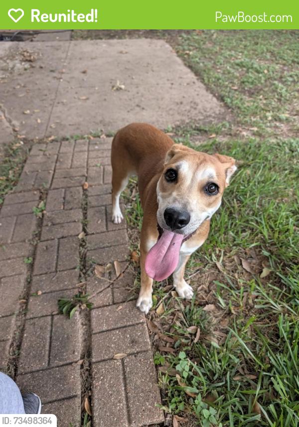 Reunited Female Dog last seen Eastfield Circle Meadow view Dr, Missouri City, TX 77459