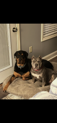 Reunited Male Dog last seen Corner of strawberry plains pike and corum road, Knoxville, TN 37924