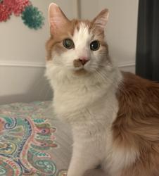 Reunited Male Cat last seen 100th & York, Thornton, CO 80229