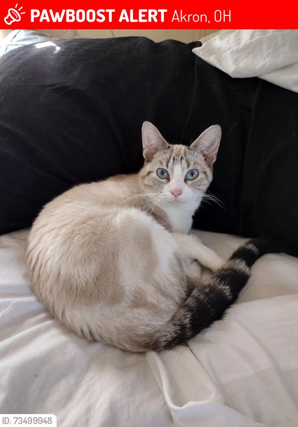 Lost Female Cat last seen sanitarium rd, Akron, OH 44312