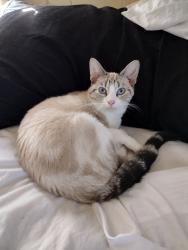 Lost Female Cat last seen sanitarium rd, Akron, OH 44312