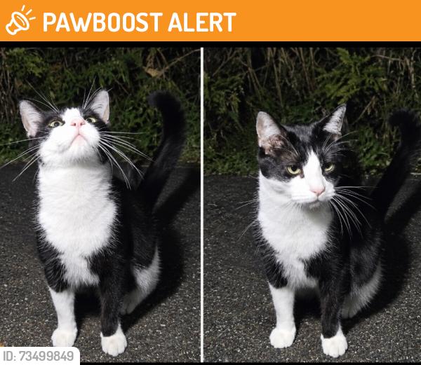 Found/Stray Male Cat last seen Busato and path to park area, Whitchurch-Stouffville, ON L4A 4V1