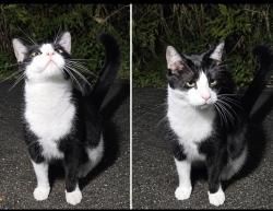 Found/Stray Male Cat last seen Busato and path to park area, Whitchurch-Stouffville, ON L4A 4V1