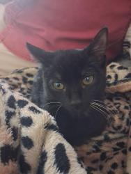 Reunited Female Cat last seen Oak Road Medford, Medford, MA 02155