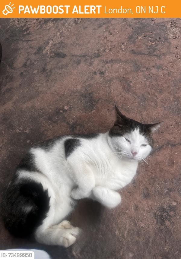 Found/Stray Male Cat last seen Wonderland rd and viscount sf, London, ON N6J 2C9
