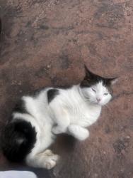 Found/Stray Male Cat last seen Wonderland rd and viscount sf, London, ON N6J 2C9
