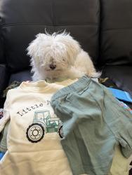 Lost Female Dog last seen Lindell and Robindale, Las Vegas, NV 89139