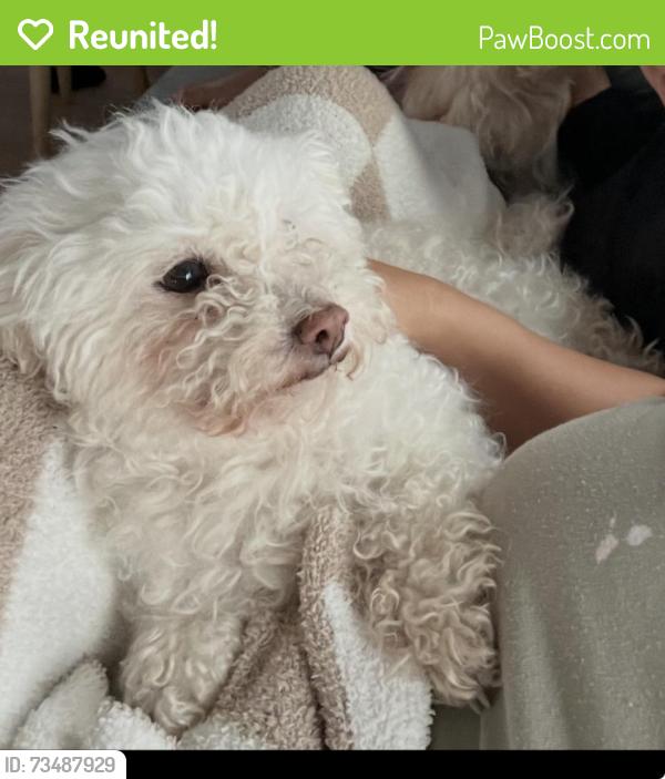 Reunited Female Dog last seen Austin and Grace at, Chicago, IL 60641