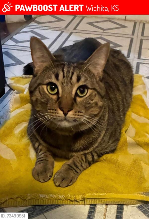 Lost Male Cat last seen Hillside and rutan, Wichita, KS 67218