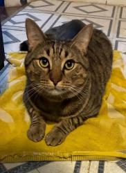 Lost Male Cat last seen Hillside and rutan, Wichita, KS 67218
