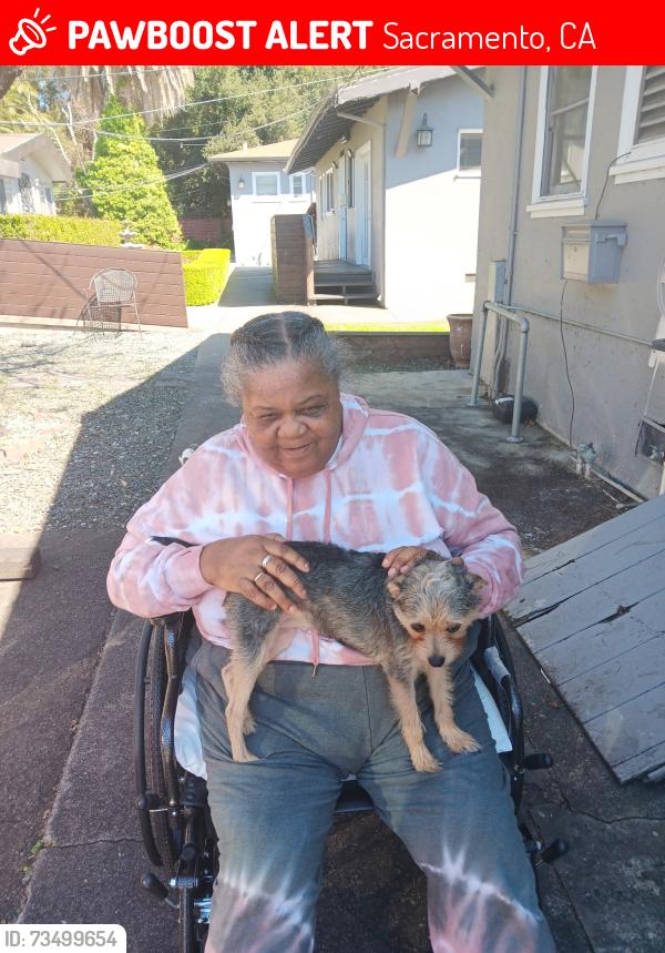 Lost Female Dog last seen Pendleton, Sacramento, CA 95814