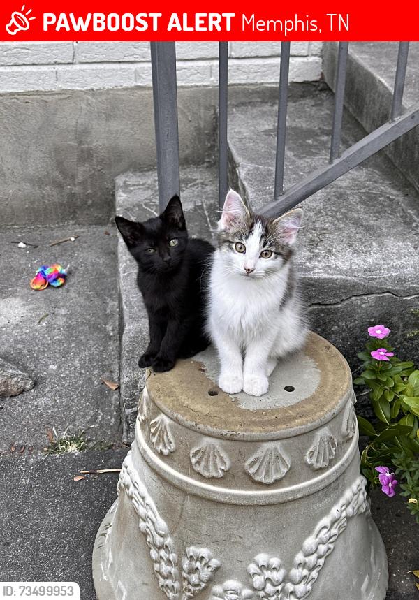 Lost Female Cat last seen Highland Park Place & Highland, Memphis, TN 38111