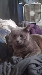 Reunited Male Cat last seen Paseo Grande, San Lorenzo, CA 94580