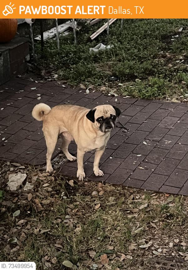 Rehomed Male Dog last seen Edgefield Ave and Melbourne Ave, Dallas, TX 75224