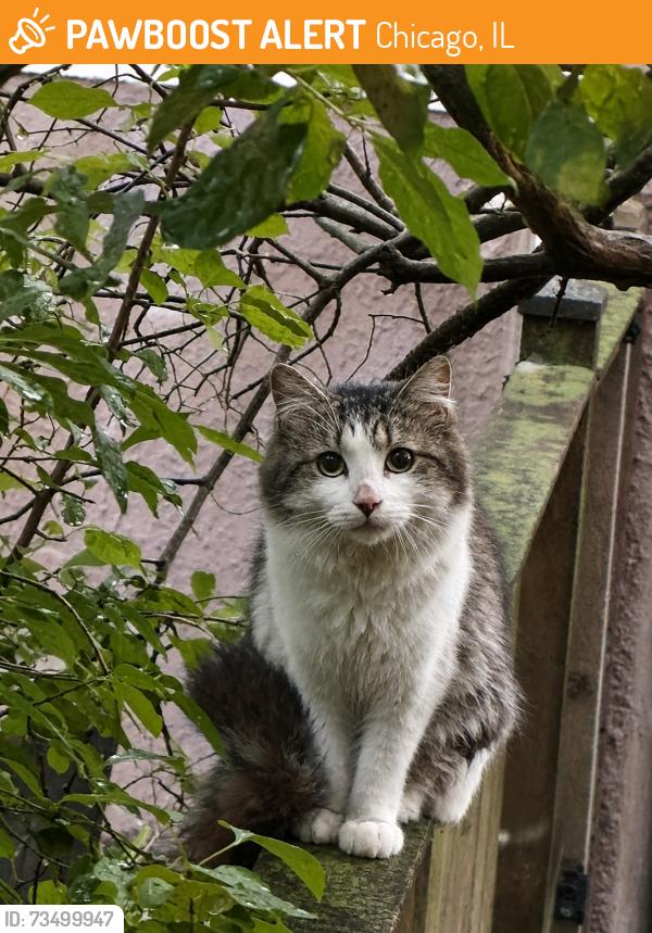 Found/Stray Male Cat last seen Greenleaf and Hamilton, Chicago, IL 60645