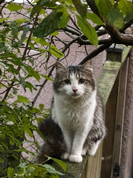 Found/Stray Male Cat last seen Greenleaf and Hamilton, Chicago, IL 60645