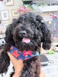 Lost Male Dog last seen Plum grove 1010, Cleveland, TX 77327