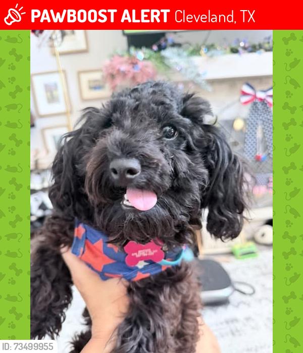 Lost Male Dog last seen Plum grove 1010, Cleveland, TX 77327
