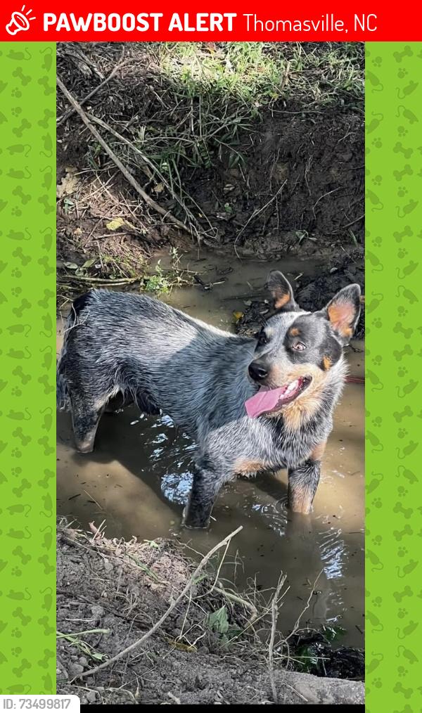 Lost Male Dog last seen Pine Woods Church Rd. Thomasville, NC, Thomasville, NC 27360