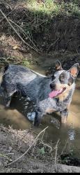 Lost Male Dog last seen Pine Woods Church Rd. Thomasville, NC, Thomasville, NC 27360