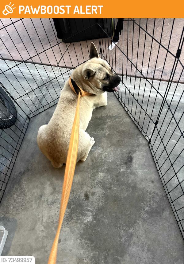 Rehomed Male Dog last seen PCH and Warner, Huntington Beach, CA 92649